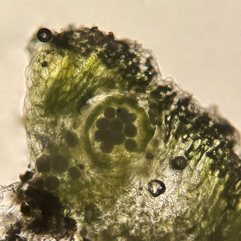 Riccia cavernosa